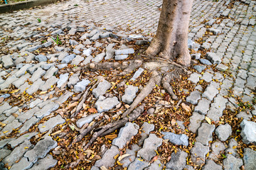 root of tree growing and damage brick block walkway