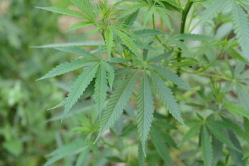 Bush cannabis close-up on a green background.