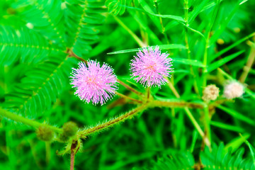 Sensitive Plant pink flower, Mimosa pudica L., properties cure fever, cough, sputum, chronic...
