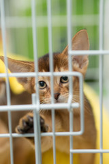 cute kitten locked in a cage and trying to get free