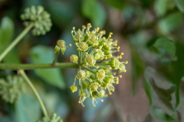 Young Ivy Buds in the Autumn Woods