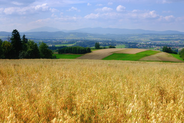 Obraz premium Field of golden oats. Summer countryside landscape