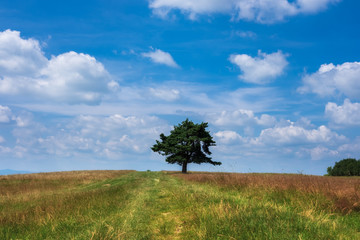 Lone tree at the summer field over blue cloudy sky