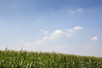 Maisfeld, Nordrhein-Westfalen, Deutschland, Europa