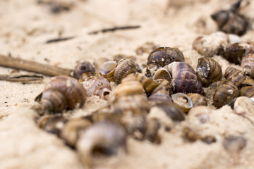 small snail shells on the sandy river bank