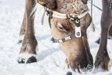 Fototapeta na wymiar Reindeer with harness on his head bowed his head to white snow in Siberian camp in winter.