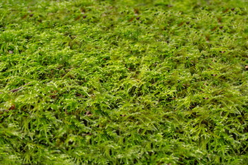Green Moss Mosaic on the Forest Floor