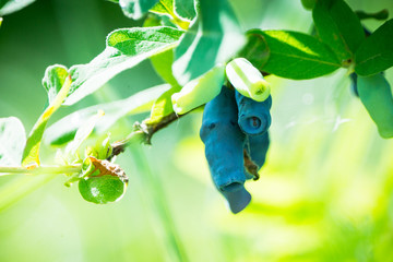 Ripe honeysuckle berries on the bush. Selective focus. Shallow depth of field.