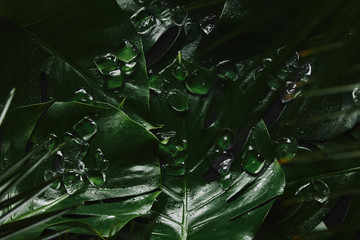 close-up view of beautiful green wet tropical leaves and ice cubes