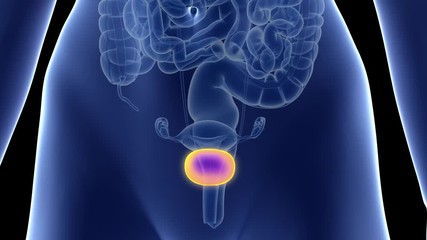 medically accurate 3d animation of the bladder