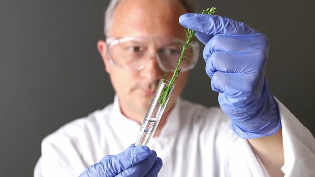 Female scientist looking at plant leaf in glass slide