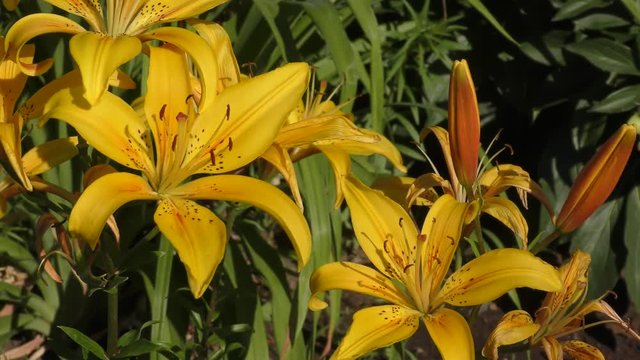 Garden Lily yellow In the flecked in summer