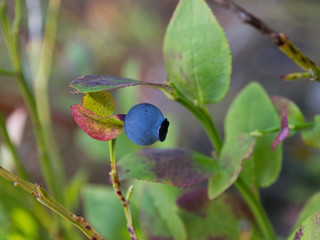 Blueberries in a forest