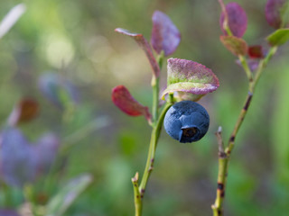 Blueberries in a forest