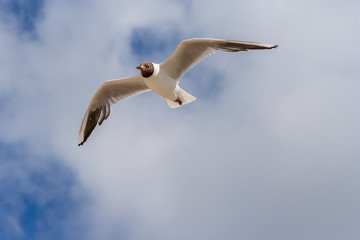 Seagull flying in the blue sky.