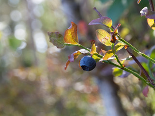Blueberries in a forest