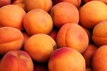Freshly harvested apricots