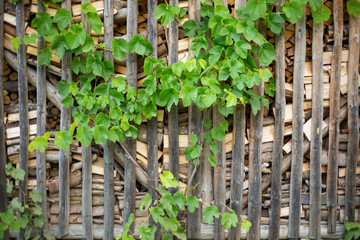 Folded firewood behind the fence of thin rails. Stacked Logs Texture.