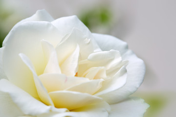 White rose isolated on green.