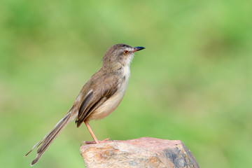 Plain Prinia or White-browed Prinia with blur green background