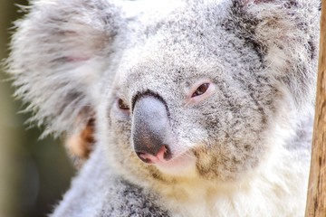 Obraz premium Portret Adorable Koala Bear w Featherdale Wildlife Park