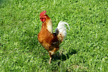 Hahn, Haushahn, Gockel, auf Wiese, glücklich, Textraum, copy space