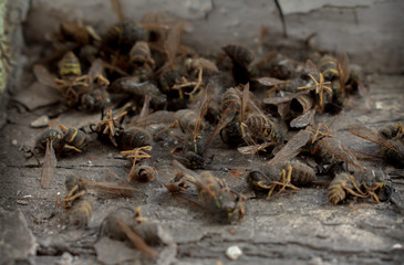 The death of Wasps
