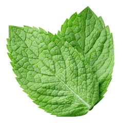 Obraz premium mint leaves isolated