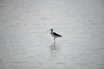 Black-winged stilt have breeding habitat of all these stilts is marshes, shallow lakes and ponds. Some populations are migratory and move to the ocean coasts in winter
