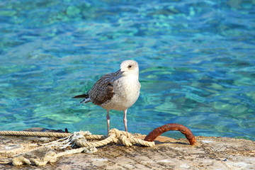 Seagull on the Adriatic sea coast, Croatia