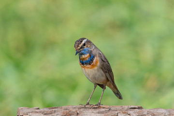 Male Bluethroats from Alaska, Bluethroat is one of the handful of birds that breed in North America and winter in Asia.