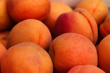 Freshly harvested apricots