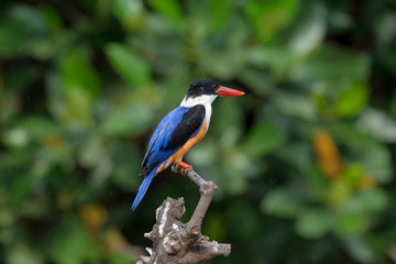 Black-Capped Kingfisher, usually seen on coastal waters and especially in mangroves, it is easily disturbed, but perches conspicuously and dives to catch fish but also feeds on large insects.
