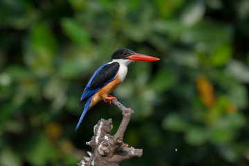 Black-Capped Kingfisher, usually seen on coastal waters and especially in mangroves, it is easily disturbed, but perches conspicuously and dives to catch fish but also feeds on large insects.