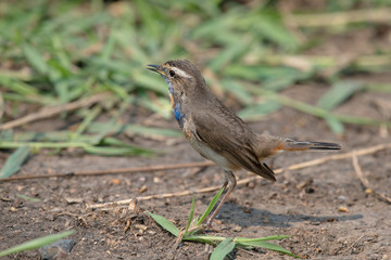 Male Bluethroats from Alaska, Bluethroat is one of the handful of birds that breed in North America and winter in Asia.