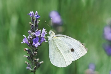 White butterfly on lavender flowers, macro