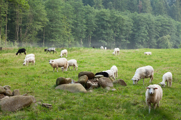 Obraz premium Wool sheep farm, rural cute animals.
