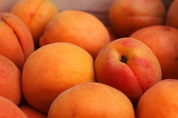 Freshly harvested apricots