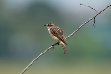 Female Siberian stonechat or Asian stonechat is a recently validated species of the Old World...