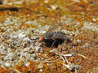 Fly