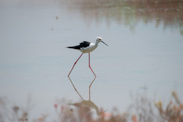 Black-winged stilt have breeding habitat of all these stilts is marshes, shallow lakes and ponds. Some populations are migratory and move to the ocean coasts in winter