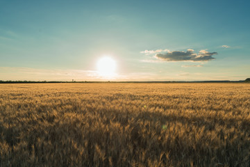 wheat field sunset day