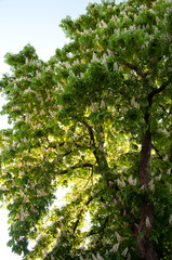 Fototapeta na wymiar Upright thriving chestnut tree by jziprian