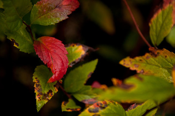 Outstanding red leaf by jziprian