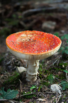 Autumn agaric amanita mushroom, red colorful cap.