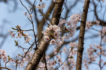 桜の花と枝