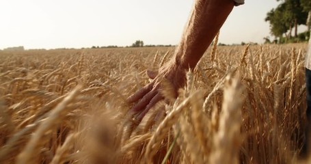 old farmer walking down the wheat field in sunset touching wheat ears with hands - agriculture concept 4k - Powered by Adobe