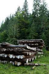 Forestry timber, industry pine stacked.