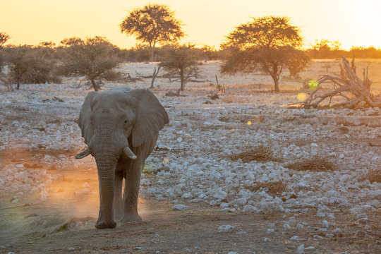 Elefant im Sonnenuntergang, Namibia