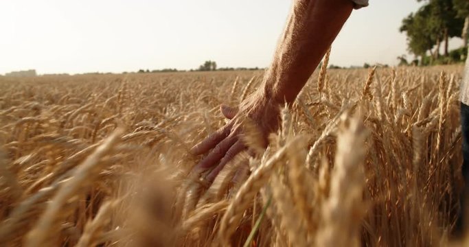 old farmer walking down the wheat field in sunset touching wheat ears with hands - agriculture concept 4k